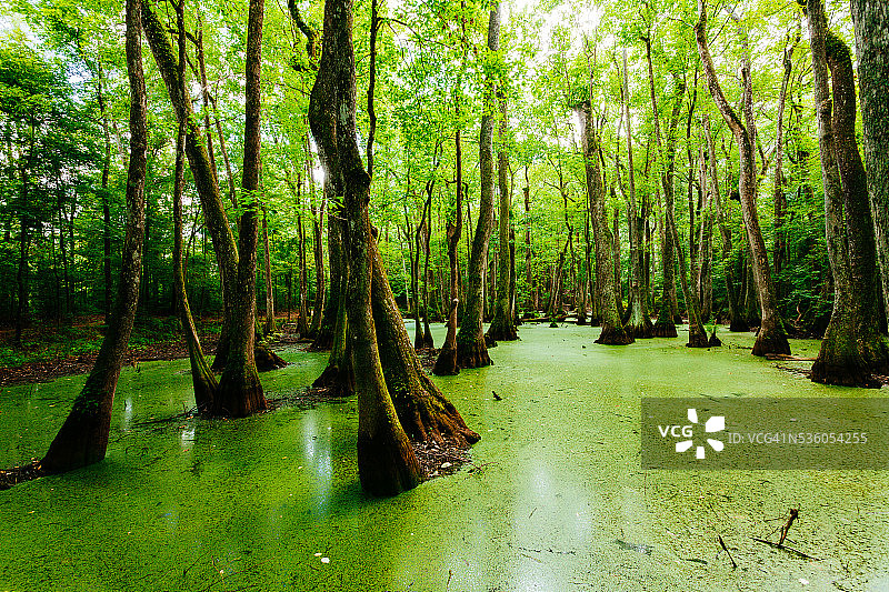 水生植物群落